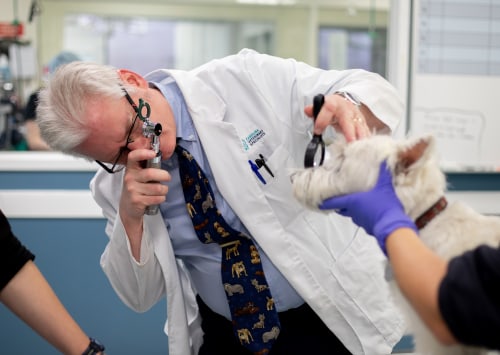 Treating Disease in Pets, Carolina Veterinary Specialists in Charlotte
