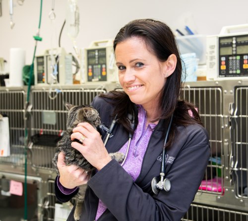 Pet Emergency, Carolina Veterinary Specialists in Charlotte