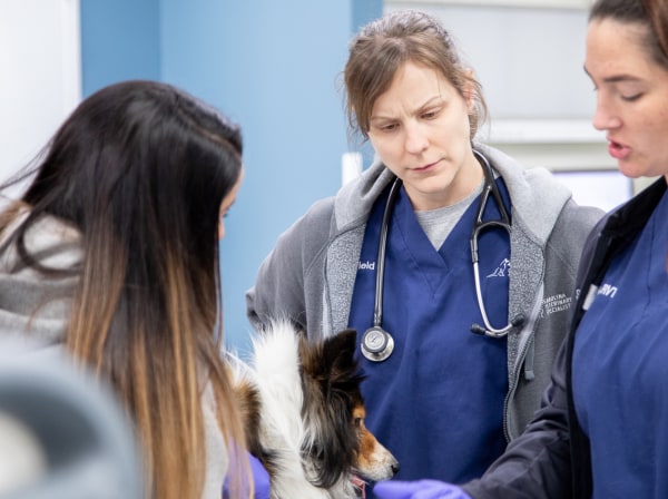 Specialists | Carolina Veterinary Specialists | Charlotte Speciality & Emergency Vet