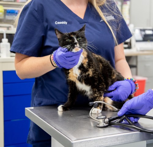 Veterinary Ophthalmology in Charlotte, NC | Vet Opthalmology Veterinary Ophthalmology in Charlotte, NC | Vet Opthalmology