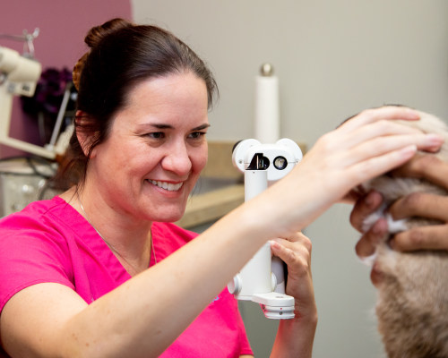 Our Ophthalmology Services, Carolina Veterinary Specialists in Charlotte