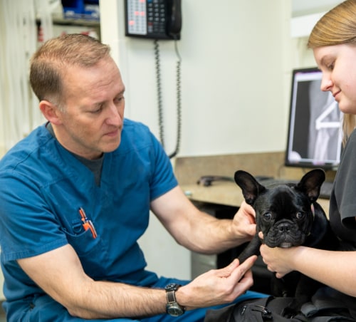 Surgical Service | Carolina Veterinary Specialists | Vet in Charlotte | Serving the Charlotte