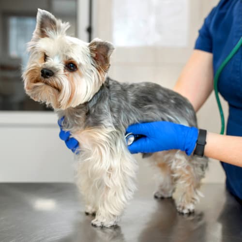 Surgical Service | Carolina Veterinary Specialists | Vet in Charlotte | Serving the Charlotte