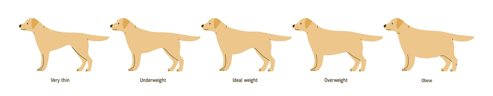 Overweight dog chart, Charlotte Vet