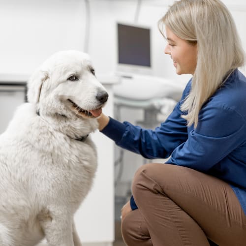 Surgical Service | Carolina Veterinary Specialists | Vet in Charlotte | Serving the Charlotte