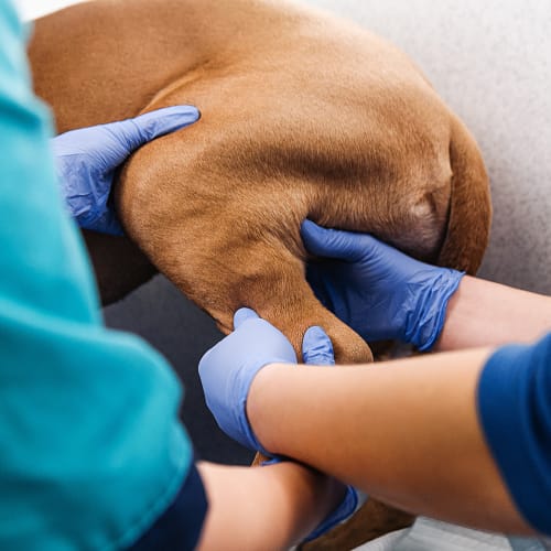 Surgical Service | Carolina Veterinary Specialists | Vet in Charlotte | Serving the Charlotte