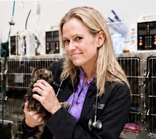 Pet Emergency, Carolina Veterinary Specialists in Charlotte