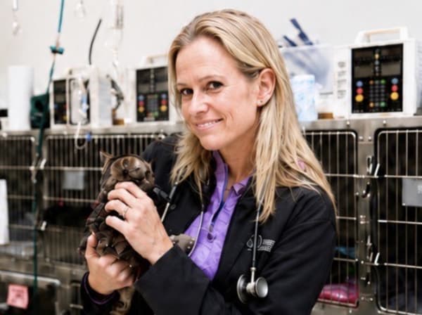 Specialists | Carolina Veterinary Specialists | Charlotte Speciality & Emergency Vet